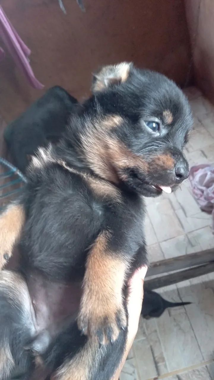 Filhote de Rottweiler