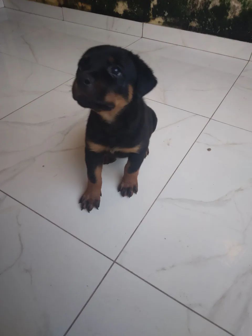 Rottweiler fêmea 