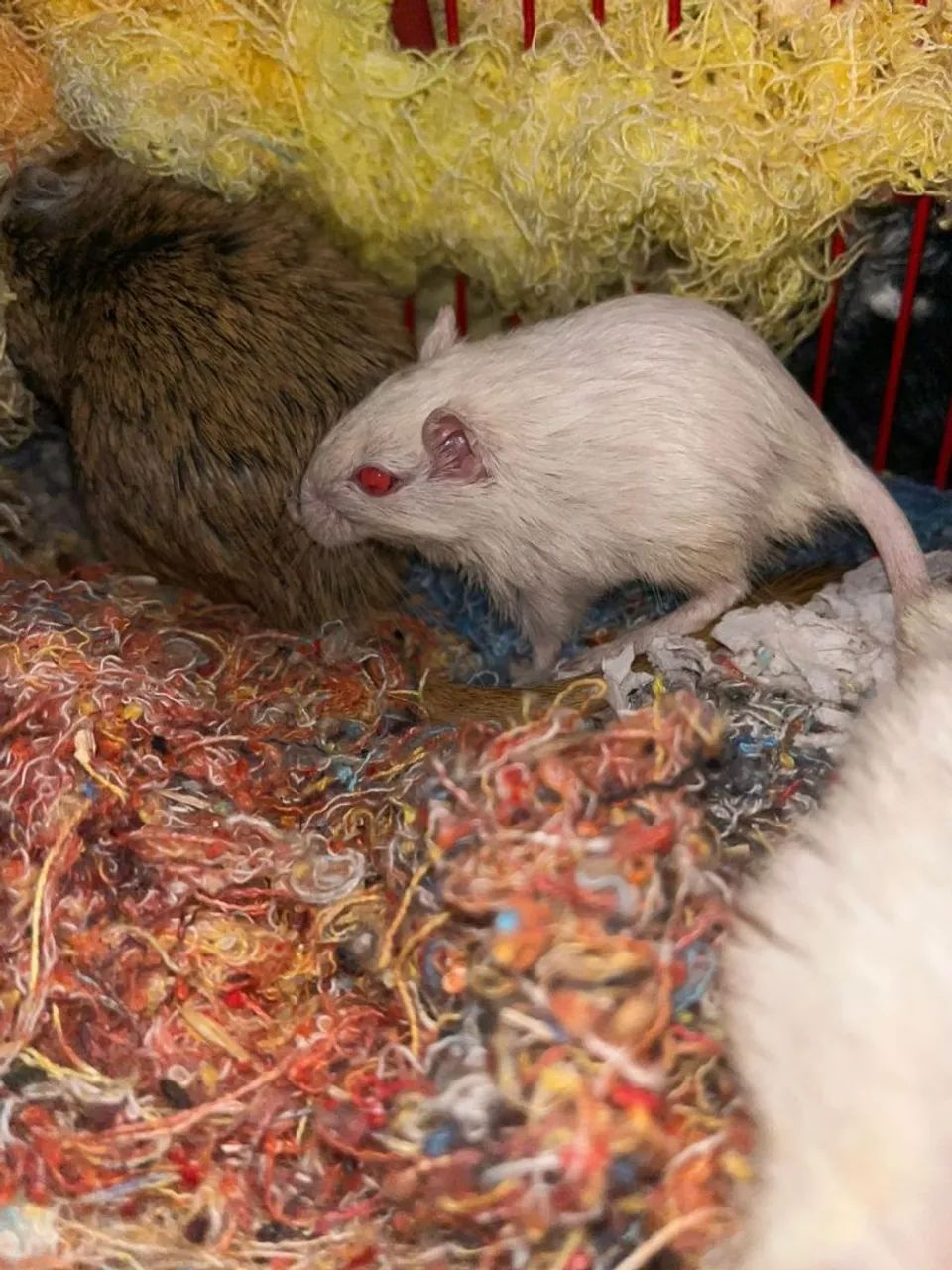 Hamster Chinês - Foto 6