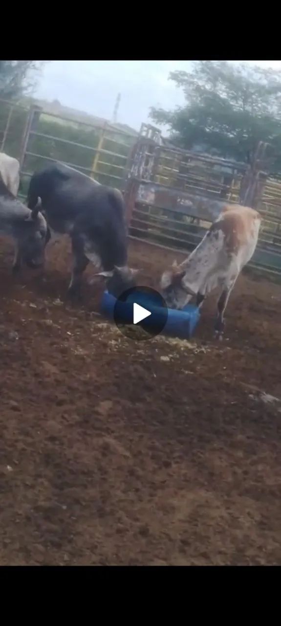 Vendo garrote guzerá  - Foto 3