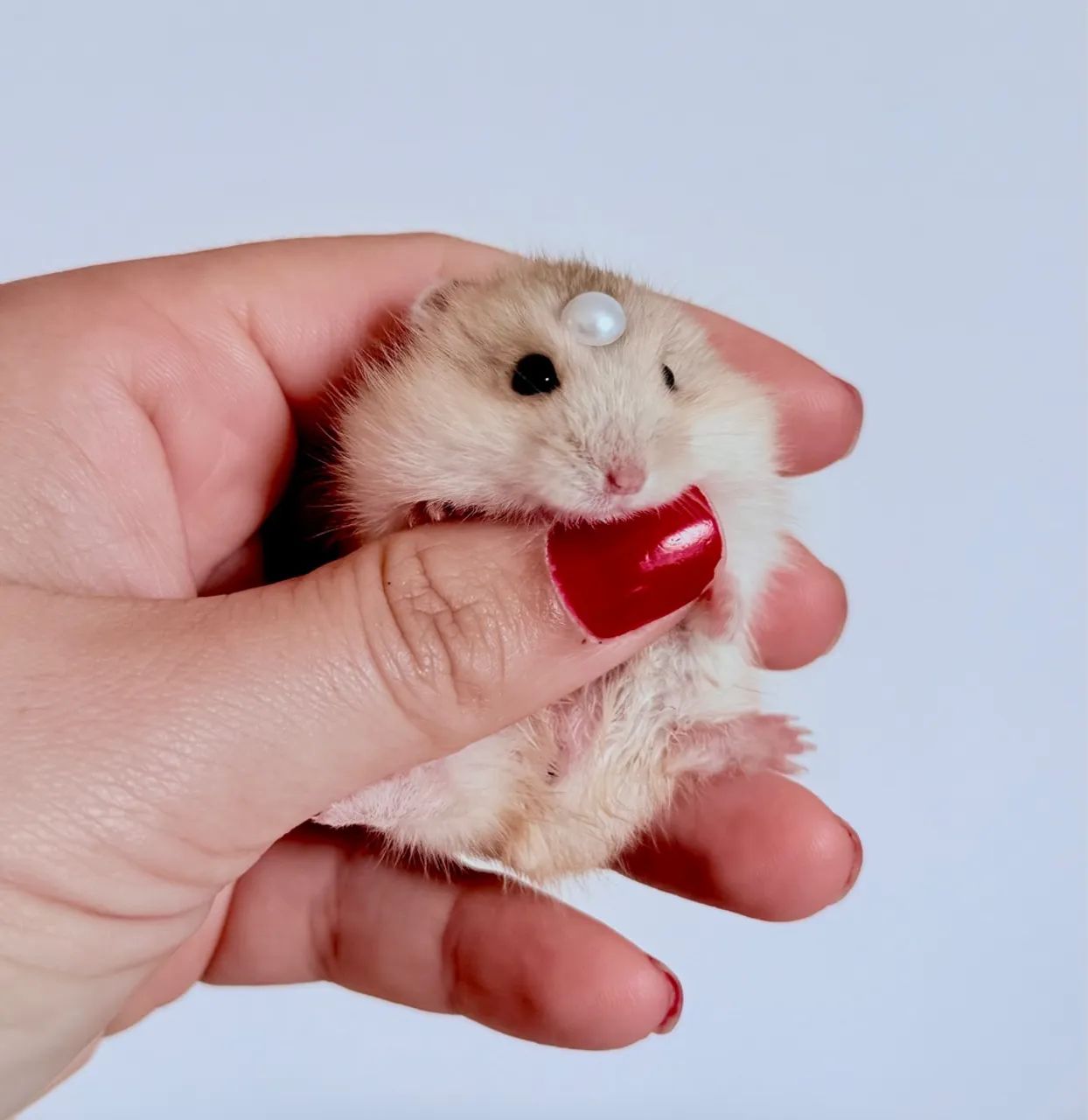 Hamsters Anão Russo disponíveis  - Foto 2