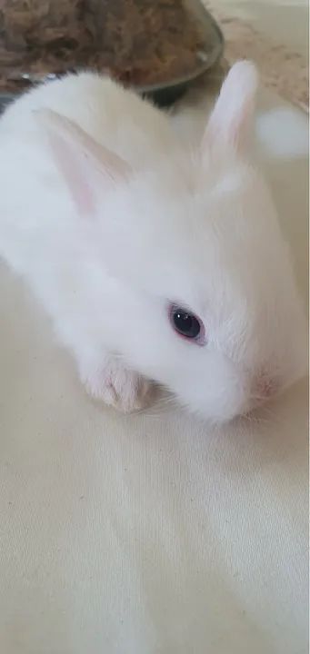 Filhote de coelho mini - Foto 3