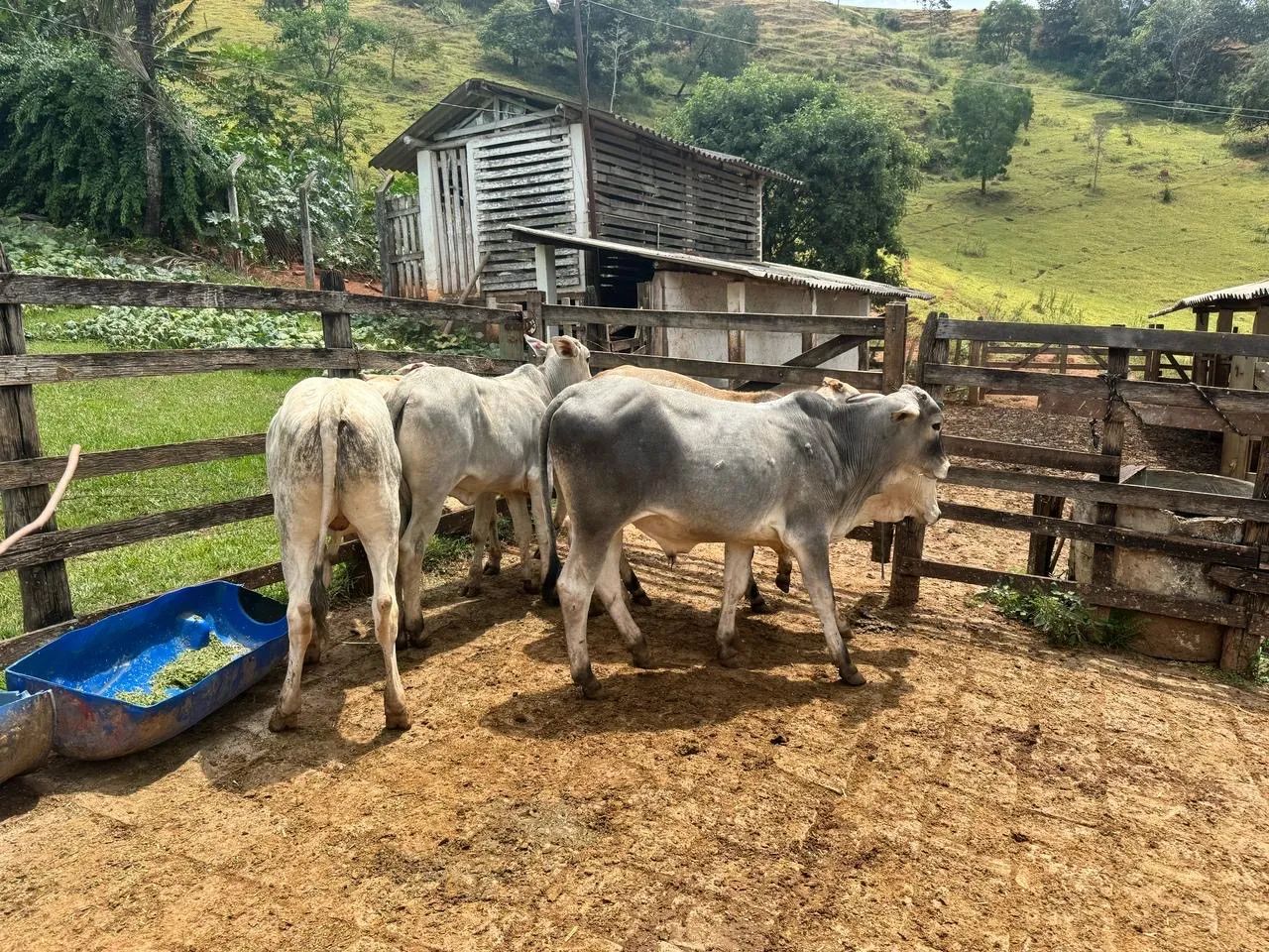 4 Bezerros Nelore 2 Bezerras Nelore  - Foto 6