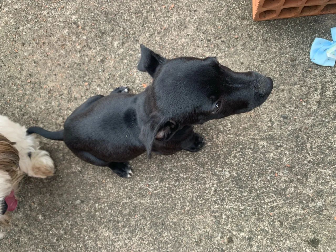 Cachorrinho pretinho para doação  - Foto 2