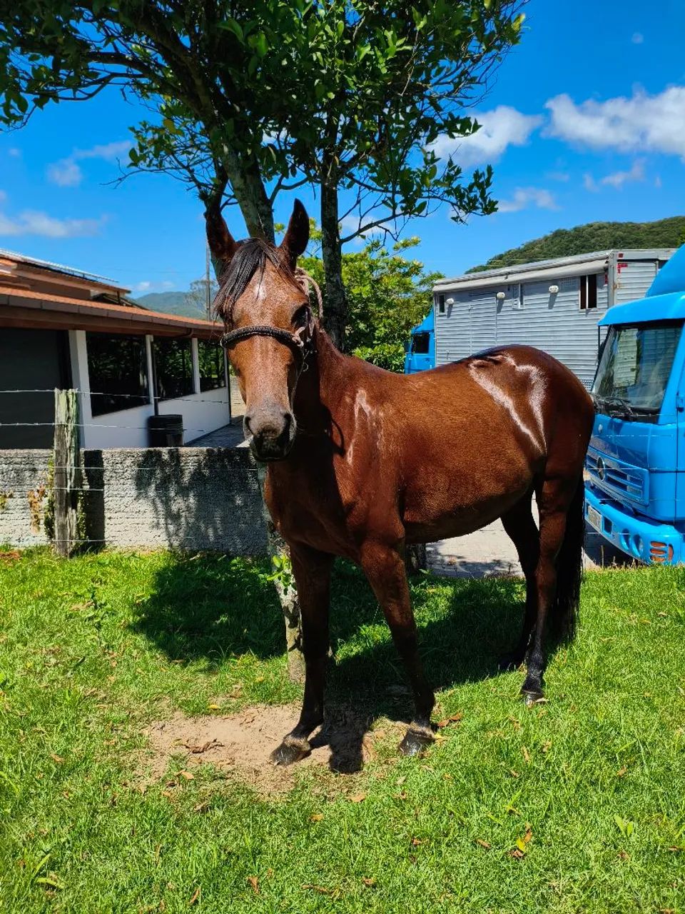 POTRA de marcha Picada  - Foto 2