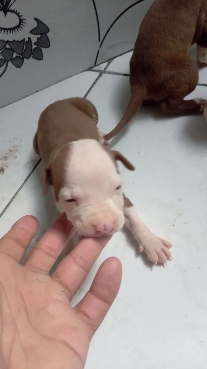 Filhotes de Pitbull - Foto 2