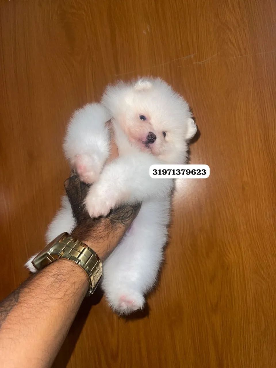 Filhote de Spitz Alemão anao branco  - Foto 3