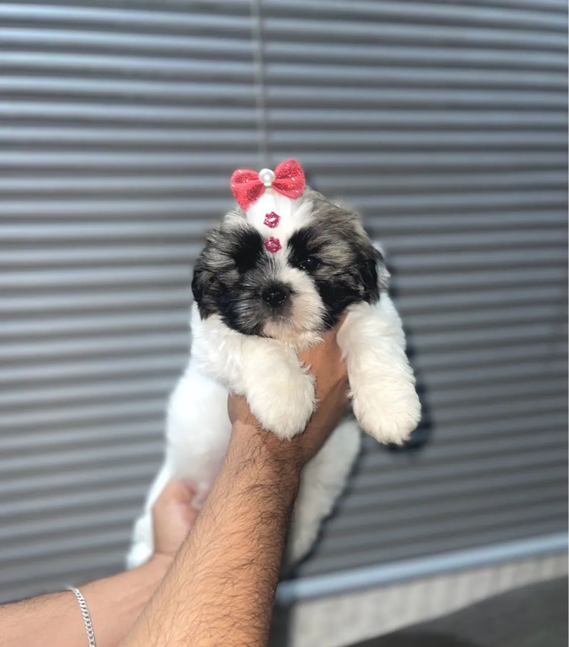  Filhote de Shih Tzu Puro