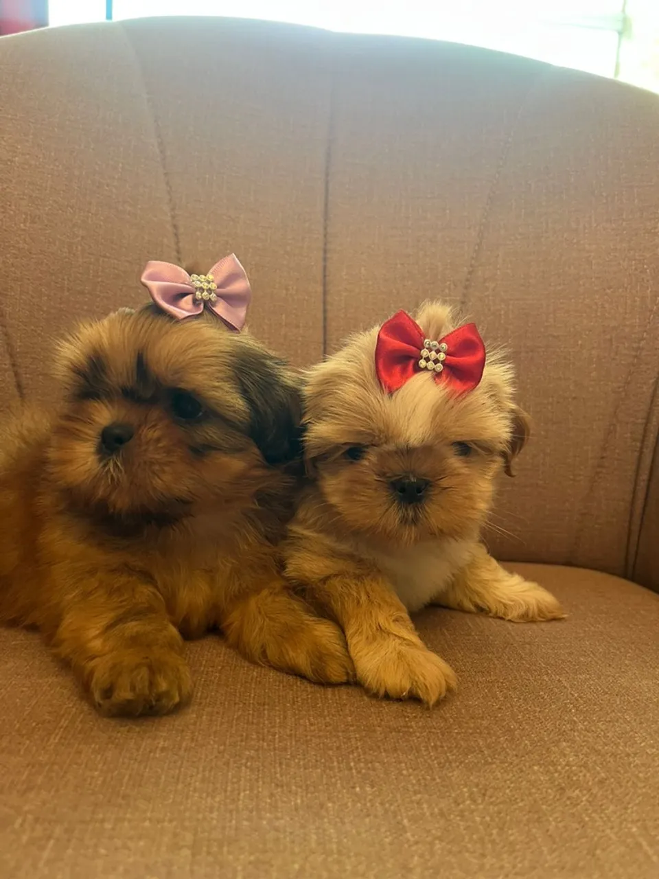 Shih Tzu fêmea