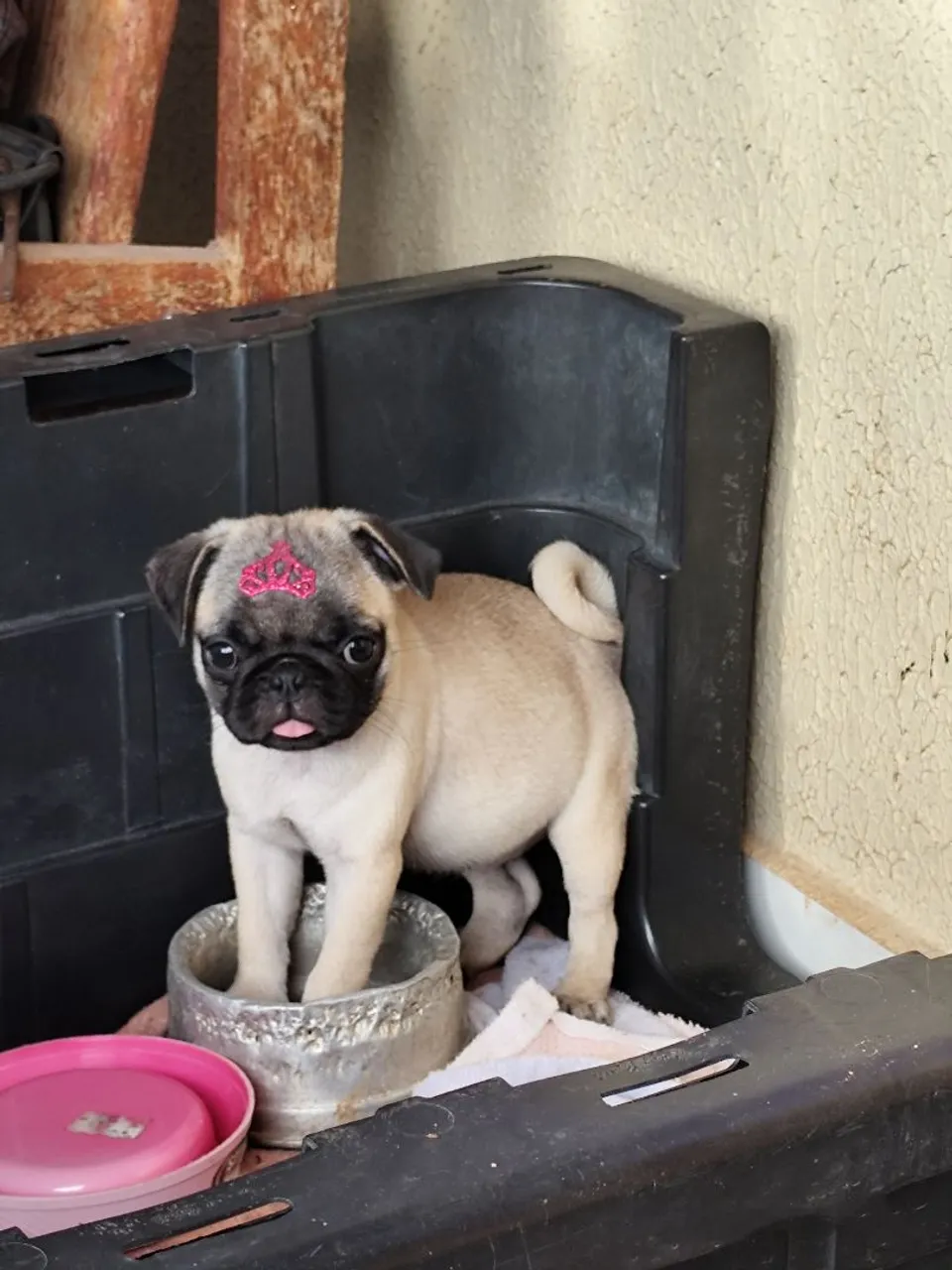 Filhote de Pug Princesa