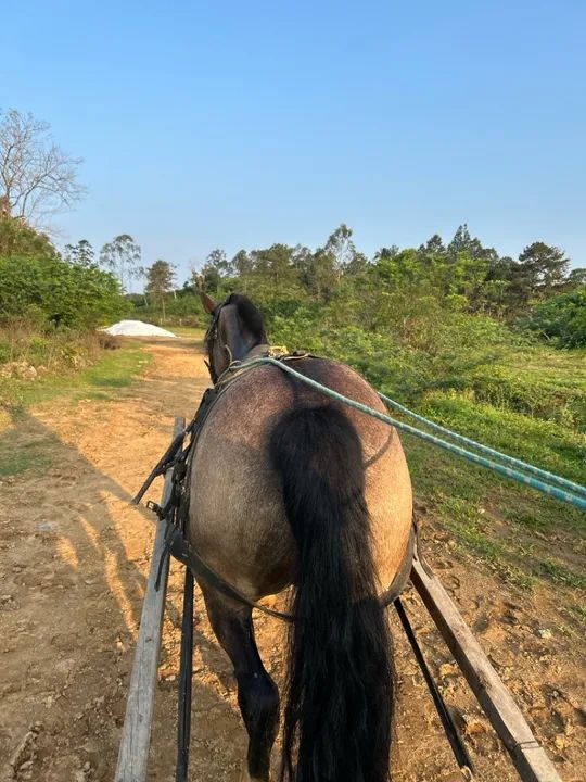 VENDE-SE CAVALO MAQUINA - Foto 2