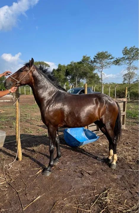 Cavalo MM picado - Foto 6