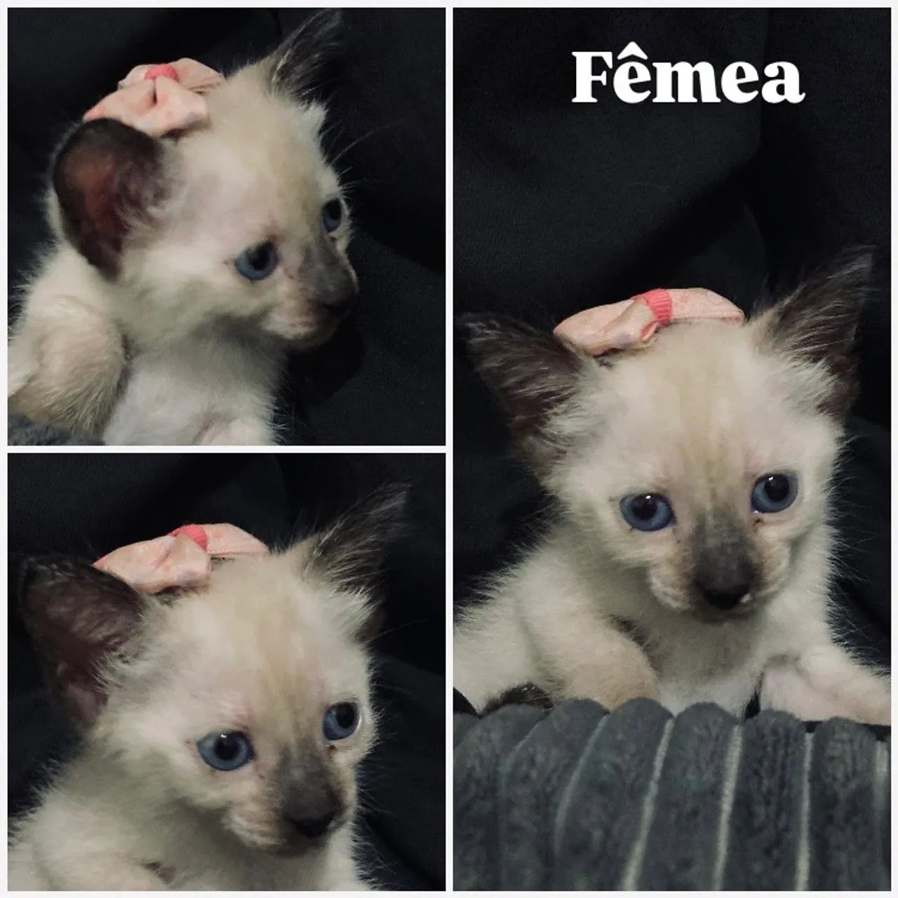 DOAÇÃO DE GATINHOS