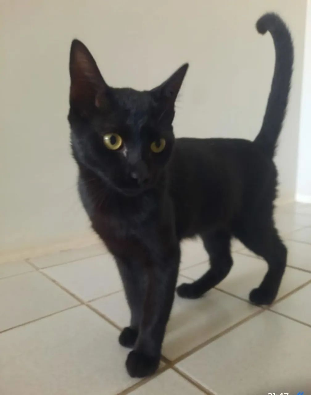 Dois Gatinhos um preto e outro preto e  branco disponível para adoção - Foto 4