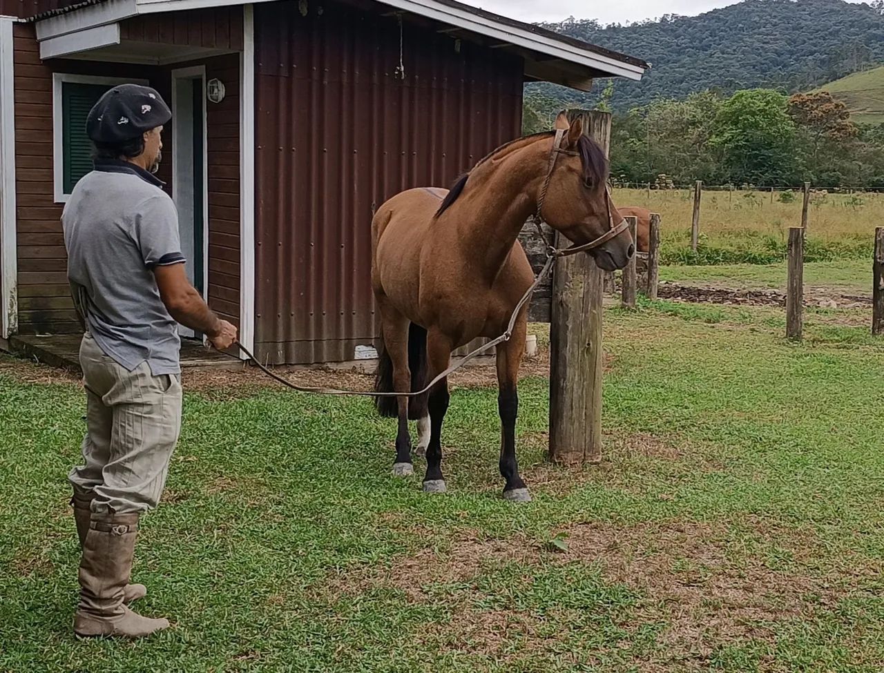 Égua Crioula - Foto 2