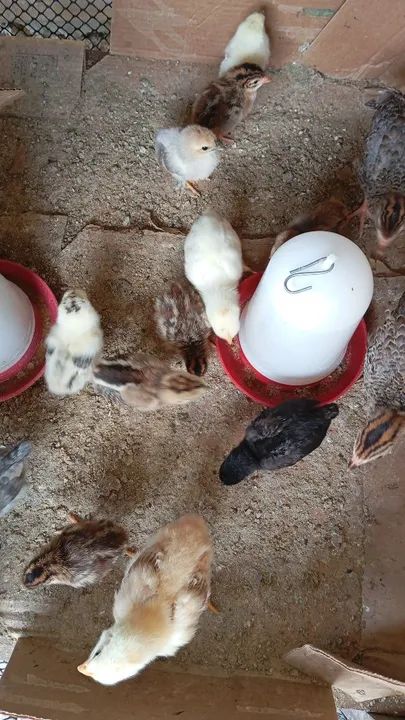 Pintainho de Angola para venda - Foto 2