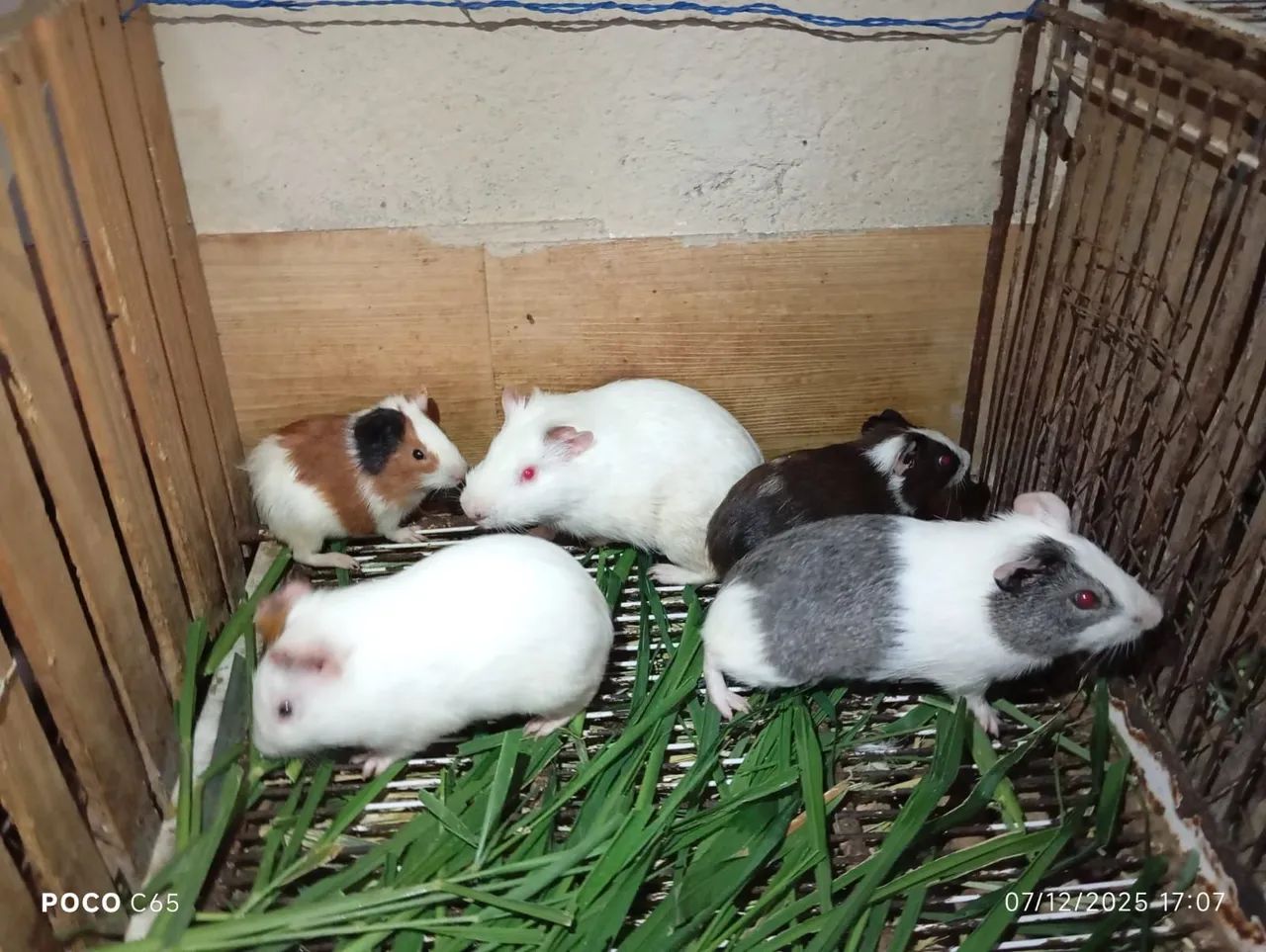 Porquinhos da índia  - Foto 2