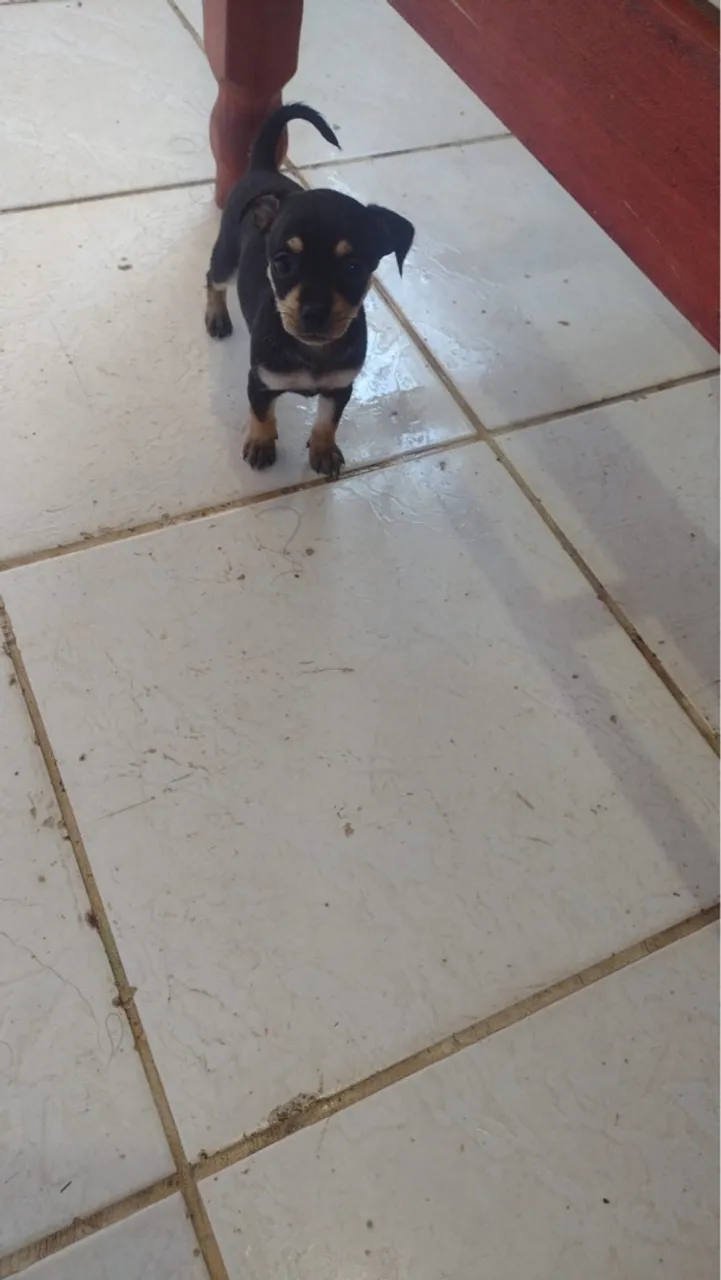Pinscher 