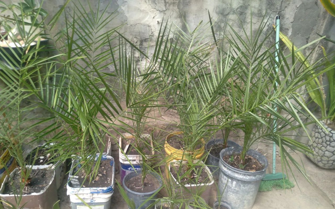 Palmeira  tâmara  - Foto 3