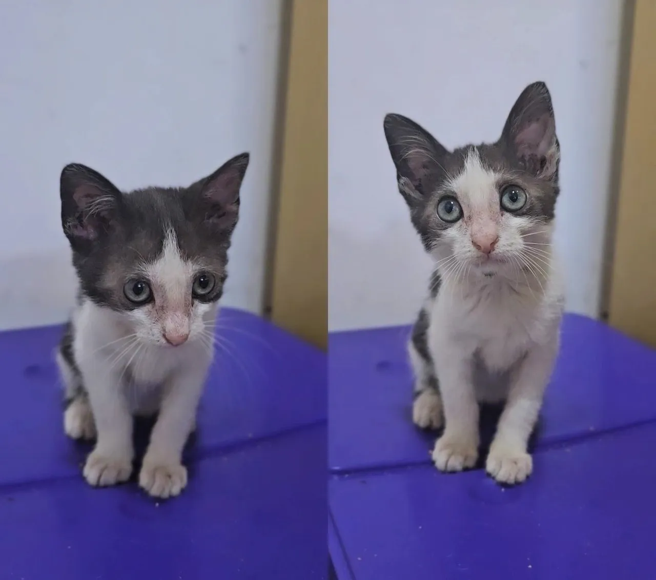 Gatinho macho pra doação em Arapiraca