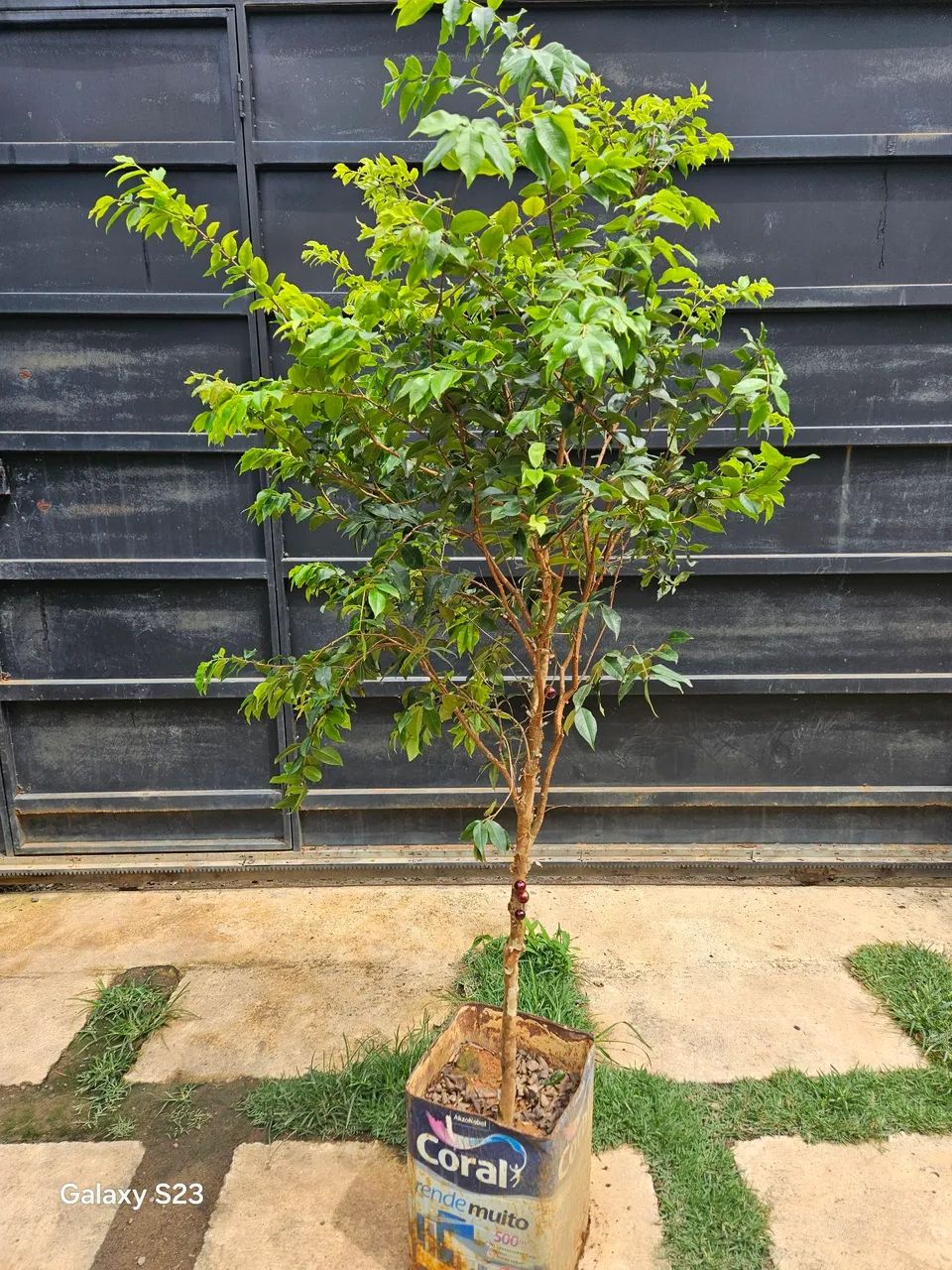Jaboticaba produzindo  - Foto 2