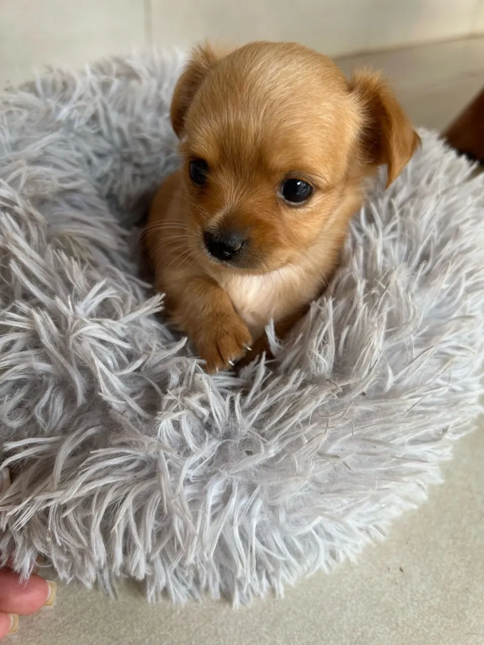 pinscher com chihuahua mini