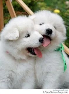 Samoieda alegres e amorosos !