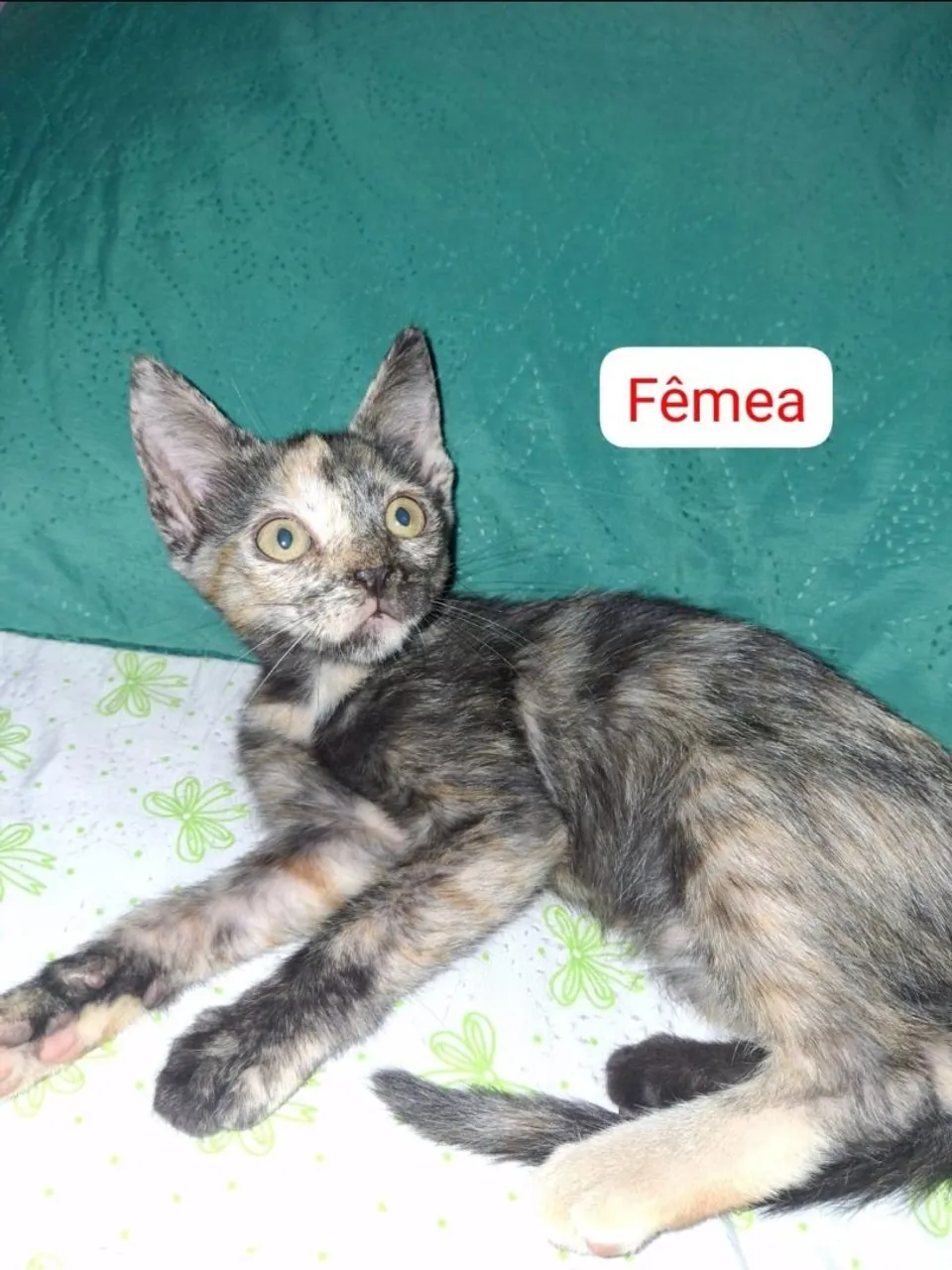 4 gatinhos e gatinhas pra doação