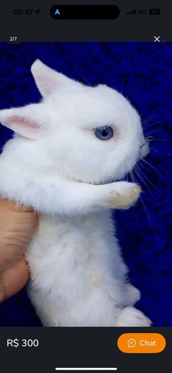 Coelhos anão de alto padrão e genética  - Foto 2