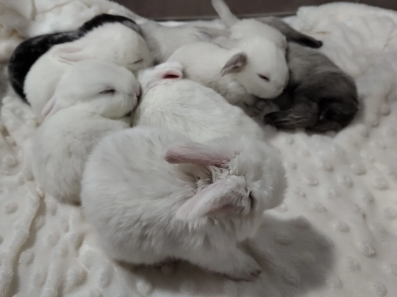 Coelhinhos Bebês Fofinhos para Adoçar Seu Dia!