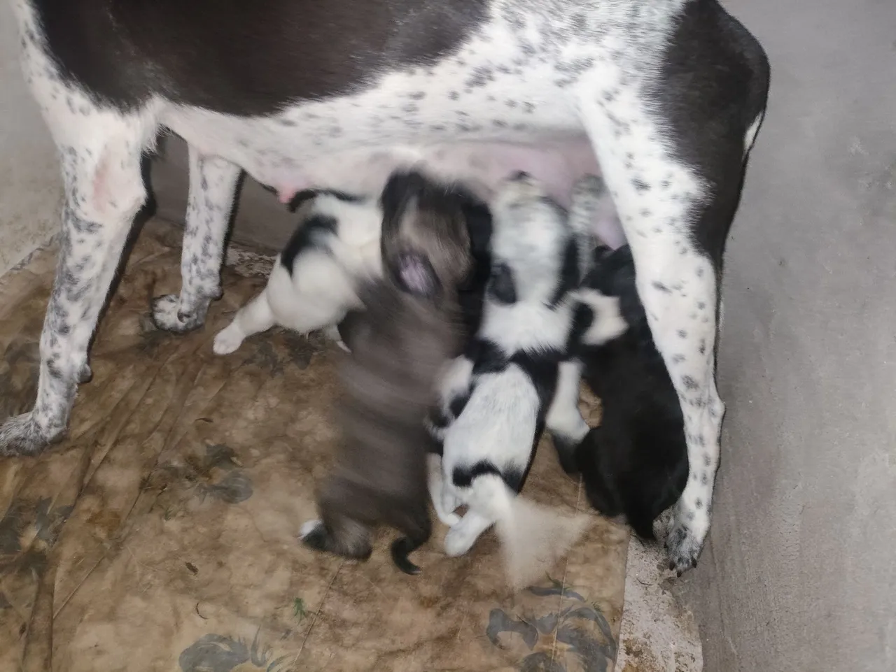 Filhotes de Dálmata com canicorso