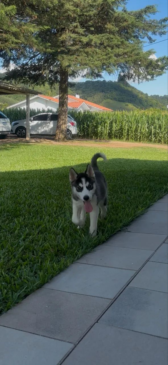 Husky Siberiano - Foto 4