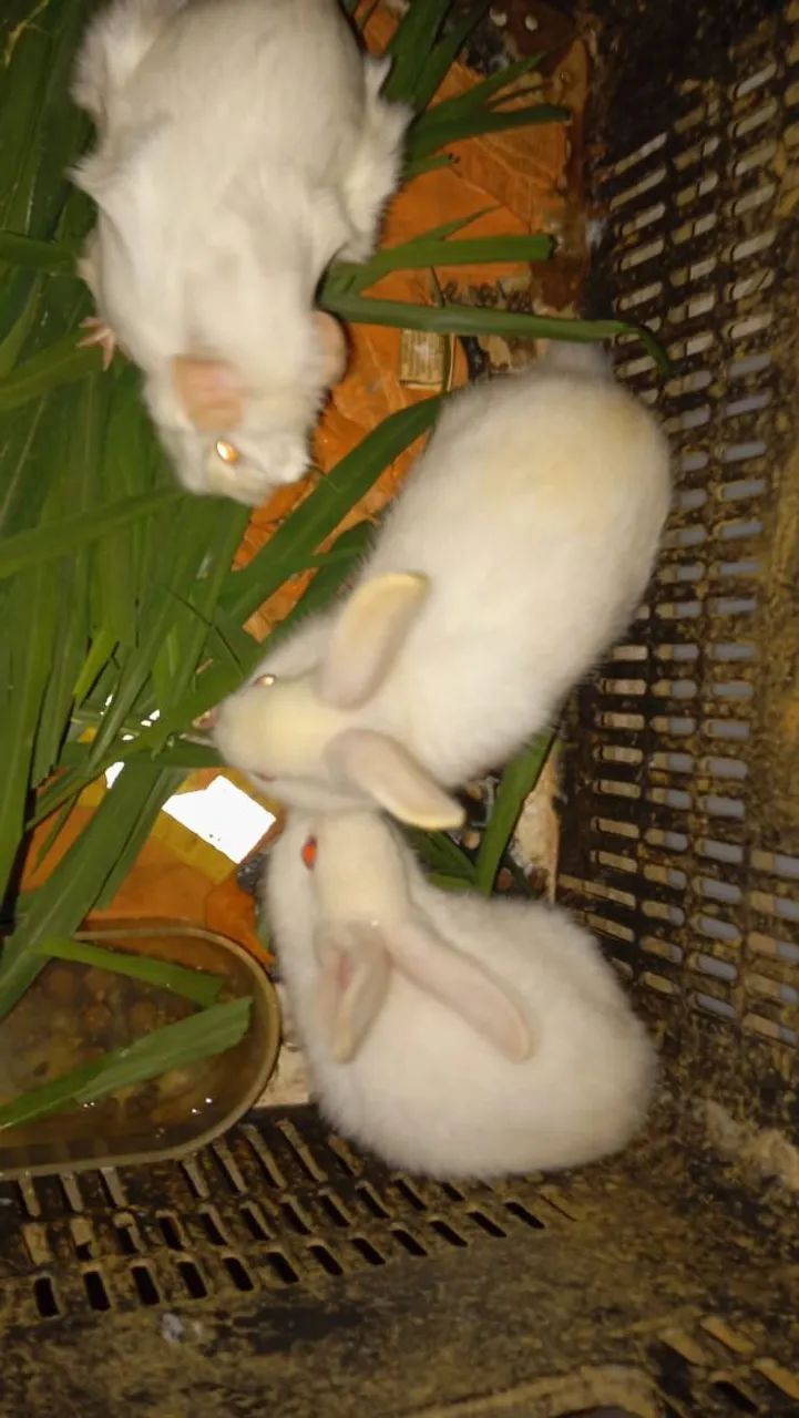 Coelhos e porquinhos da india filhotes 