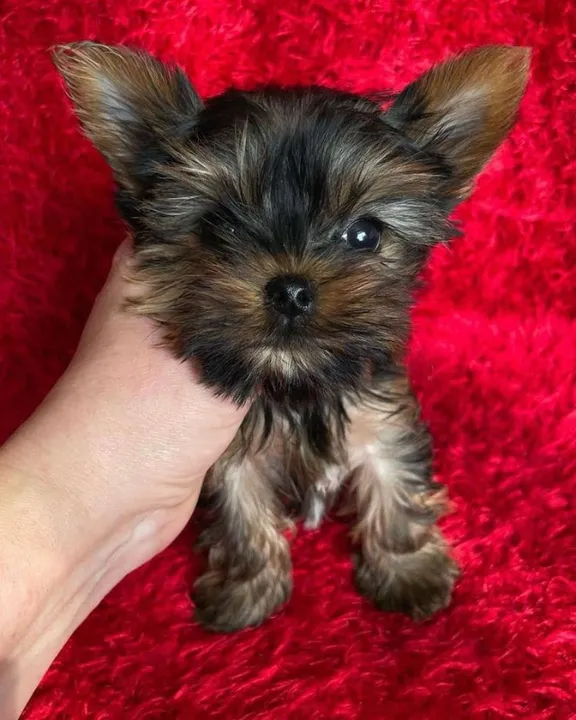 O Cãozinho mais fofo é o Yorkshire