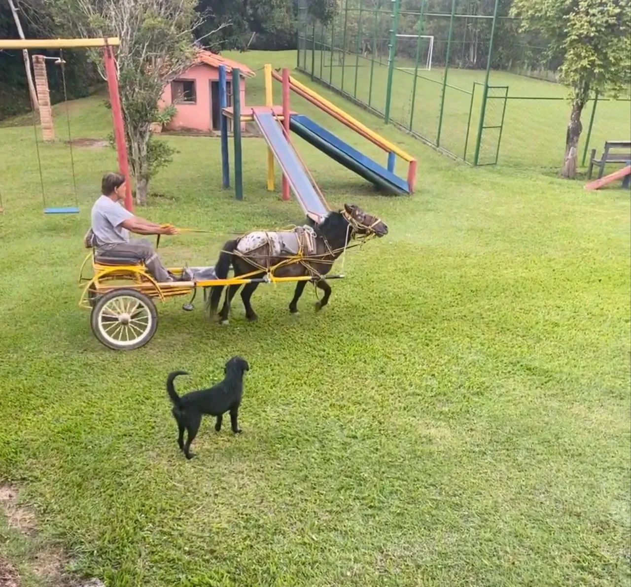 Charrete com pônei  - Foto 2