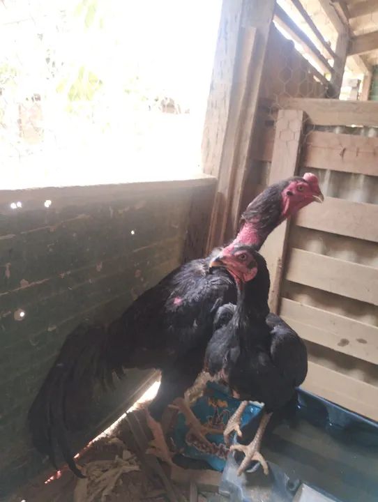 Galinha shamo ukeban 