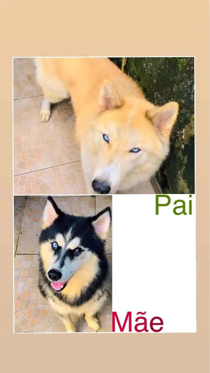 LEIAM A DESCRIÇÃO PRFV [ 2 filhotes de husky siberiano ]