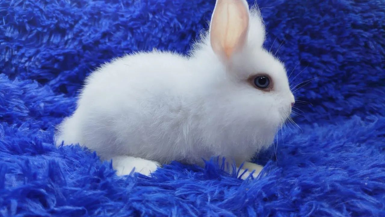 Mini Lion Head hottot(juba de leão)(ZAP na descrição) - Foto 3