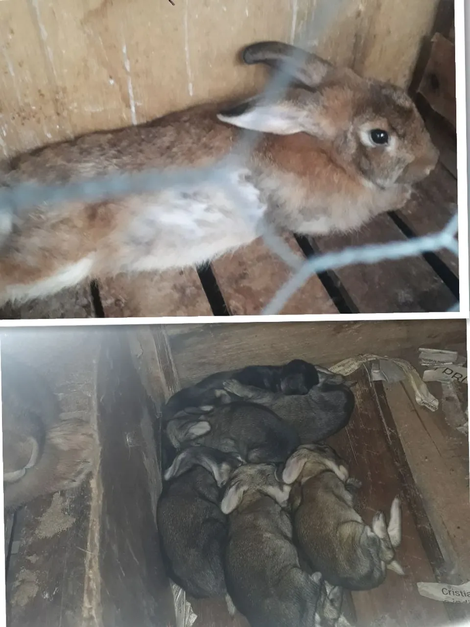 Vendo minha coelha com suas crias