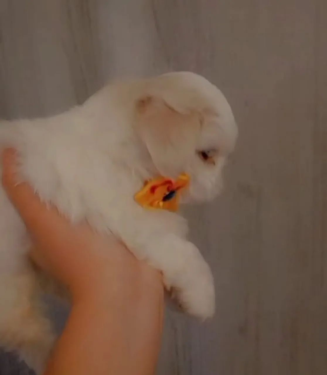 Shitzu  macho Branco sólido nariz chocolate  - Foto 2