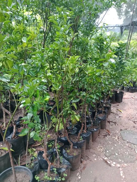 Temos mudas de laranja, tangerina, limão e várias frutíferas  - Foto 6