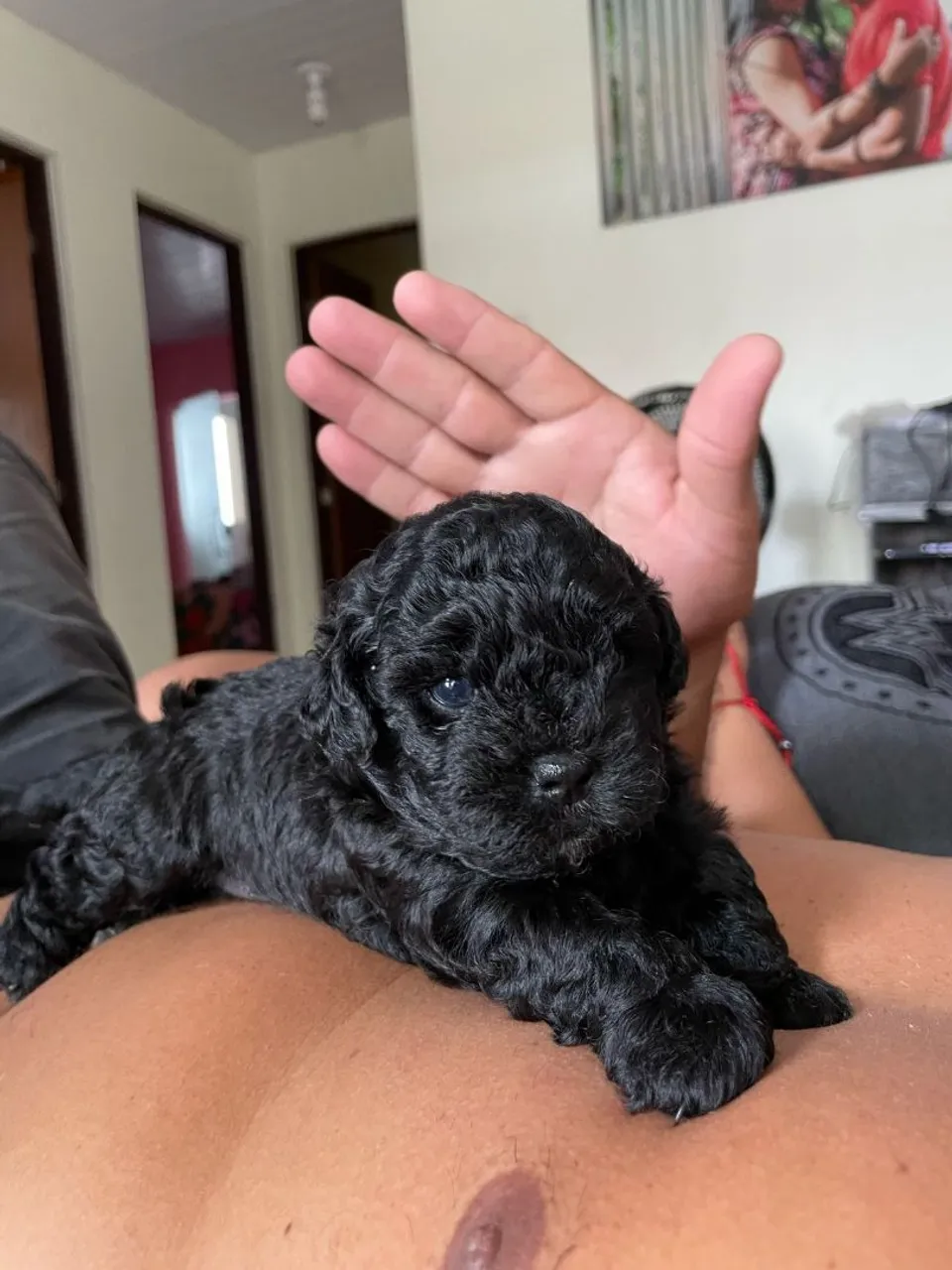 Filhote de Poodle e Shitzu - Preto