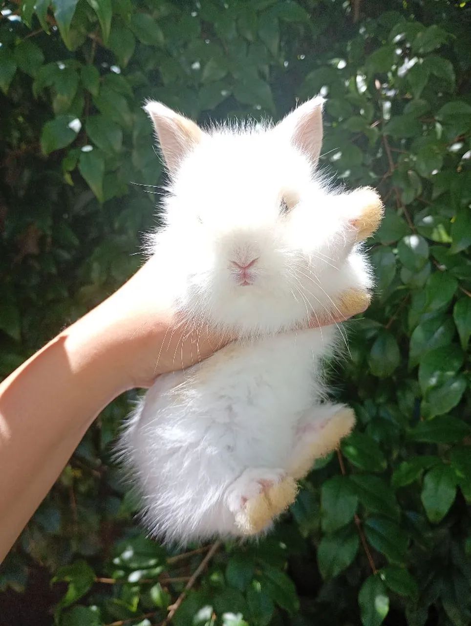 Filhotes fêmea de coelho mini lion - Foto 2