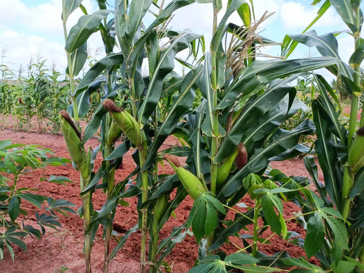 Fazenda com 25 hectares na região de Touros