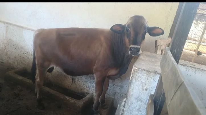 Bezerro Jersey de inseminação
