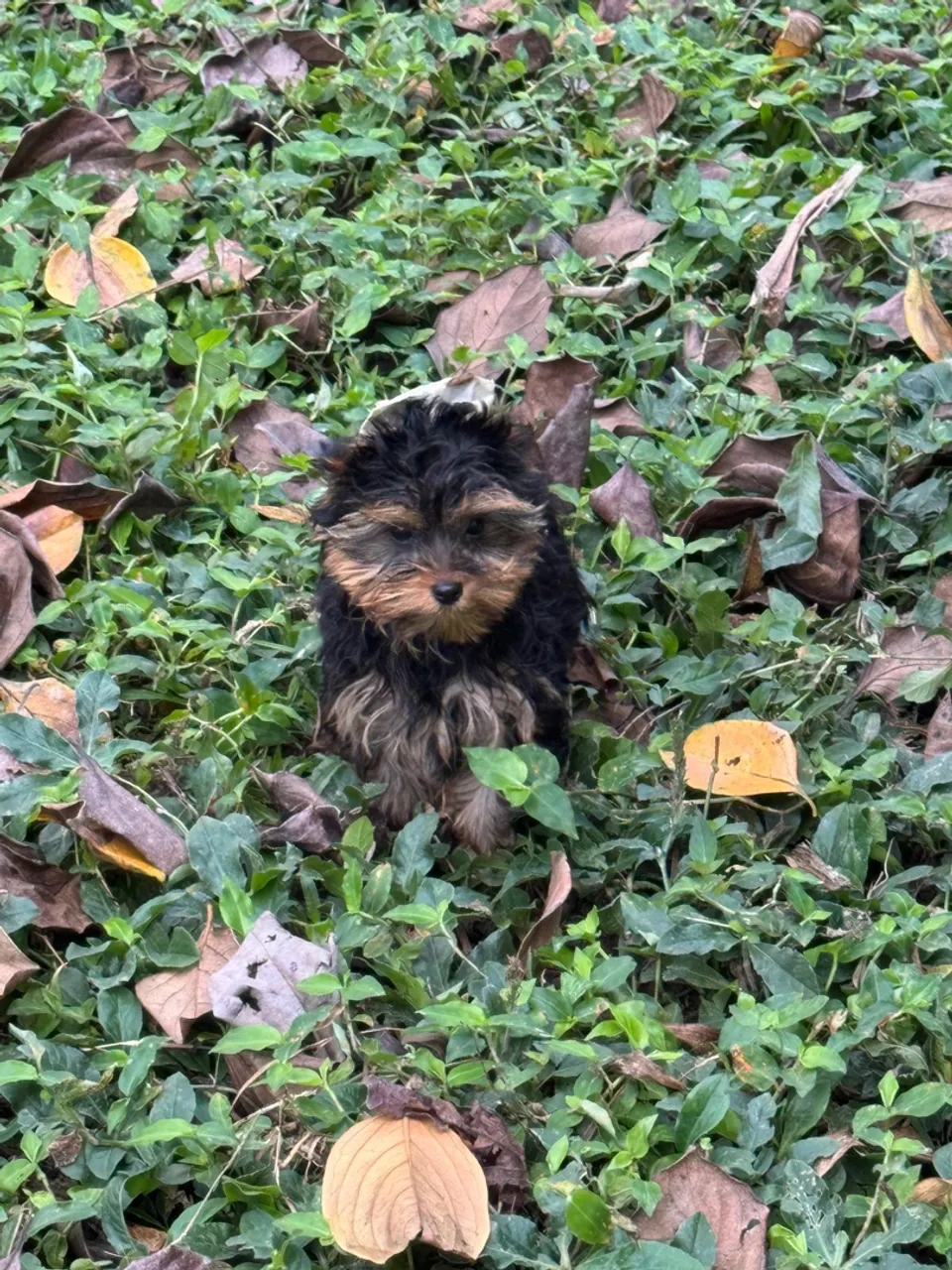 Filhote de Yorkshire Terrier, machos e fêmeas , vacinados, pedigree