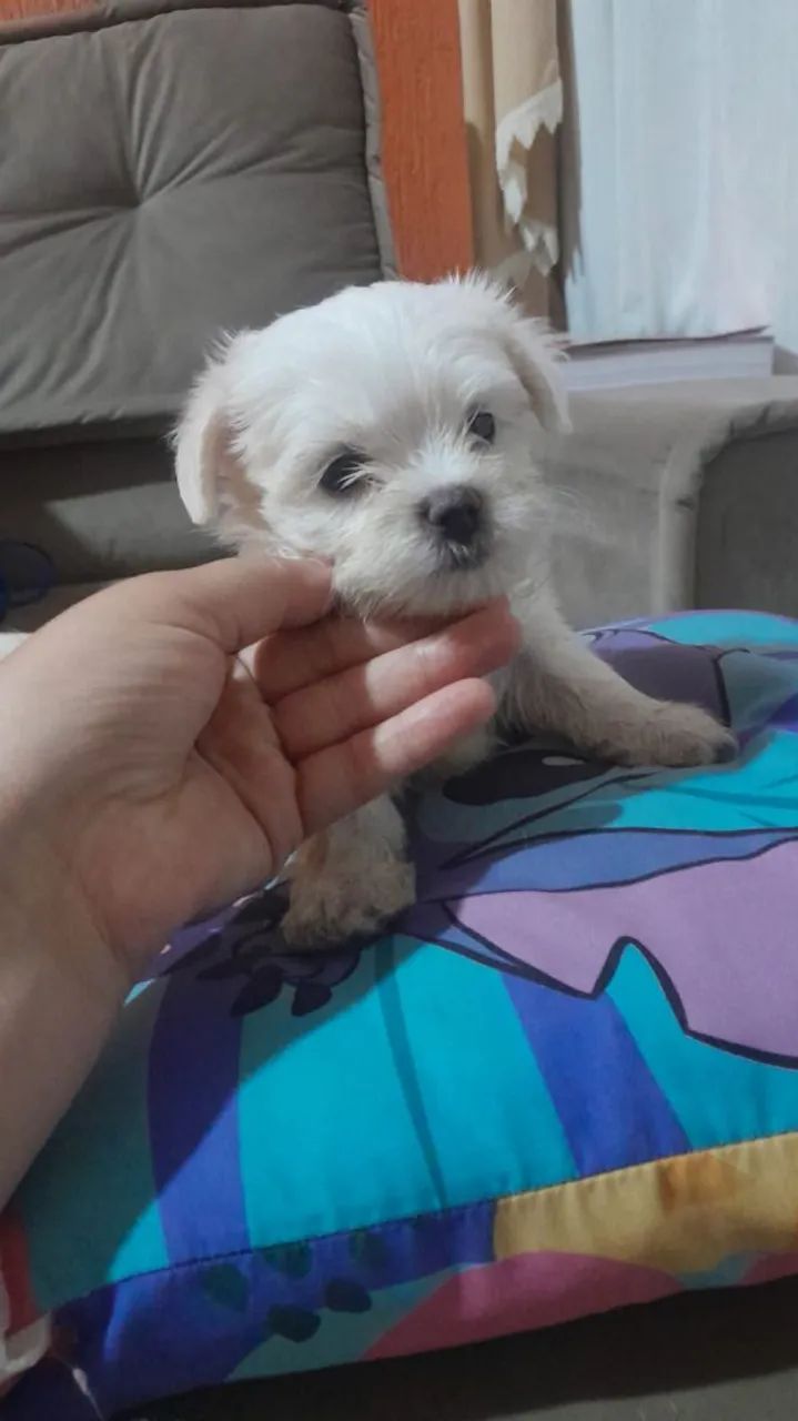 Filhote Maltês Fêmea e macho - Foto 2