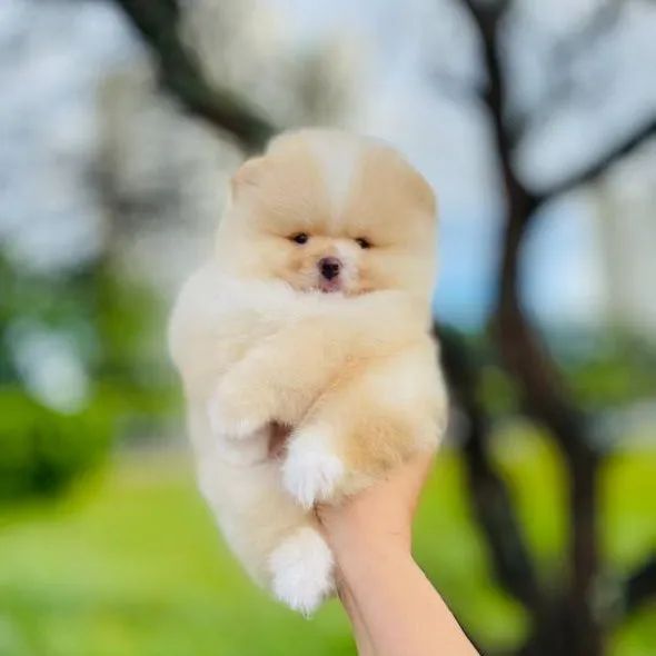 Lulu da Pomerânia Padrão URSINHO Legítimos  - Foto 2