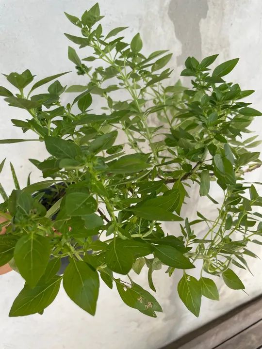 Mudas de plantas  - Foto 2