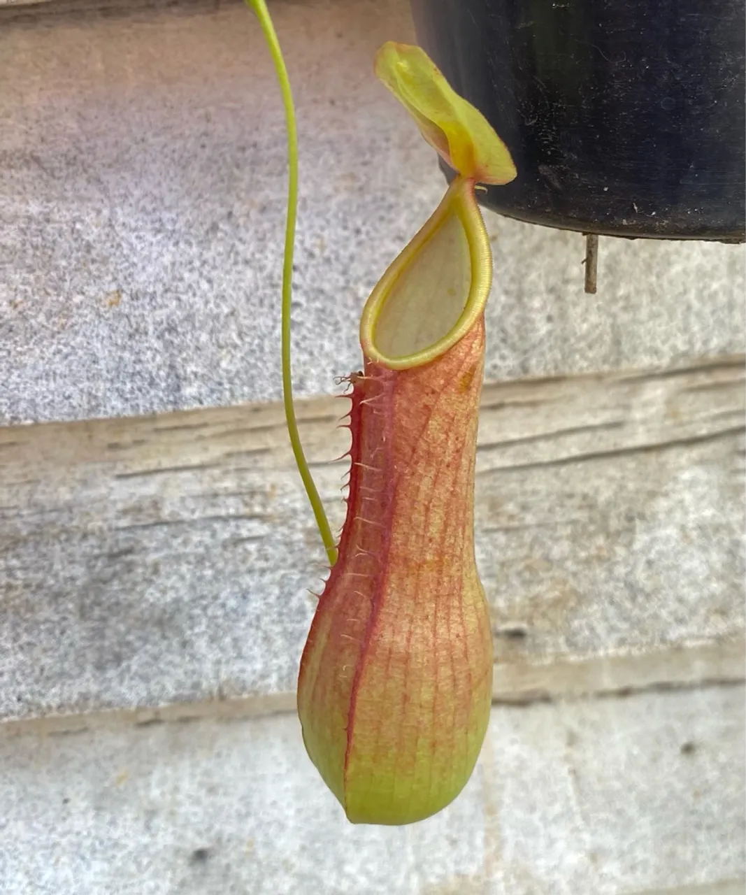 Planta Carnívora Nepenthes